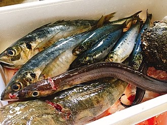 夏が旬の魚介類